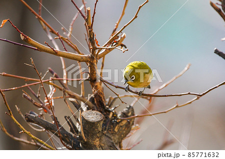 木の枝に止まる冬毛のメジロ 85771632