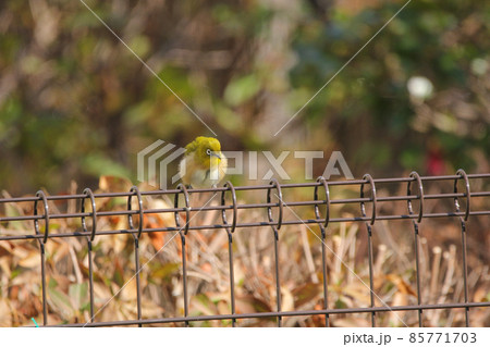 フェンスに止まる冬毛のメジロ 85771703