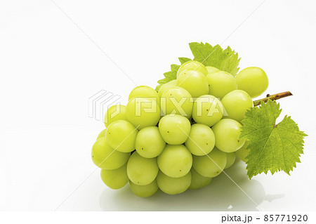 白バックのシャインマスカット 85771920
