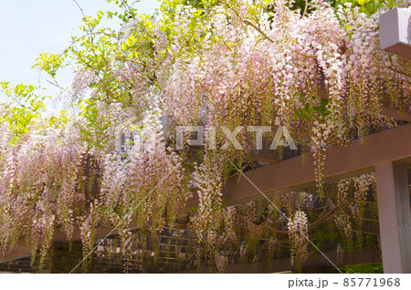 松代城の藤の花【長野県】 松代城の藤の花【長野県】 85771968