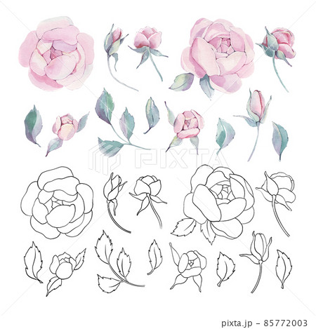 Watercolor and line peonies. Floral elements set. Botanical illustration of flowers and leaves. Objects isolated on white background. For wedding, invitation card, scrapbooking, wallpaper, postcard. 85772003