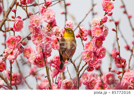 梅の花に止まるメジロ 85772016