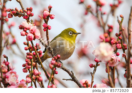 梅の花に止まるメジロ 85772020