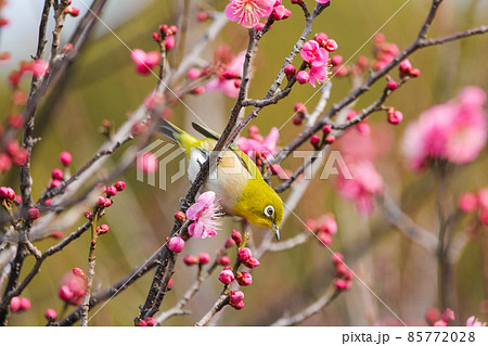 梅の花に止まるメジロ 85772028