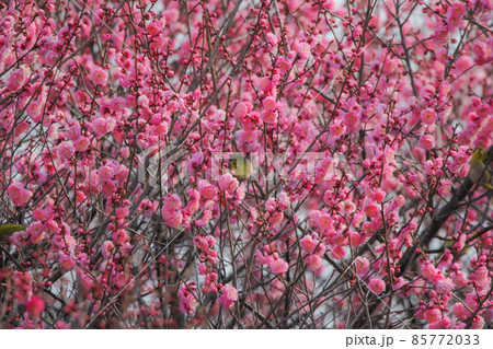 梅の花に止まるメジロ 梅の花に止まるメジロ 85772033