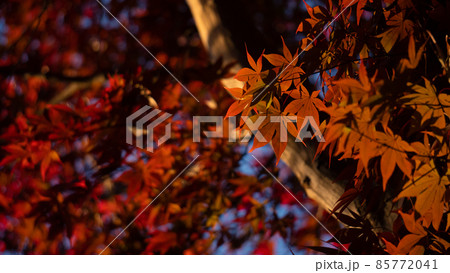 夕暮れの紅葉	 85772041