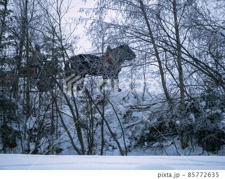 horse in the snow in winter horse in the snow in winter 85772635