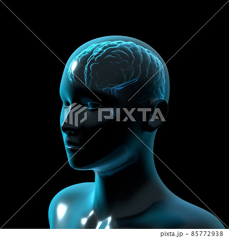脳, 人の頭脳, 女性 85772938
