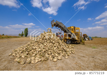 yellow combine harvesters harvest of sugar beet at summer 85773219