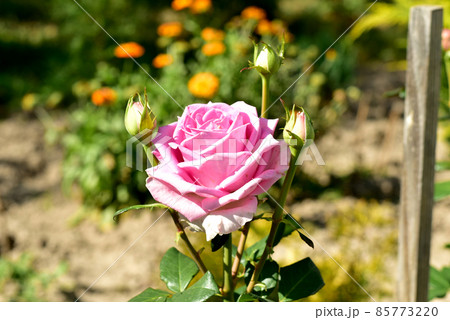 The bud of a blossoming rose flower in the garden. 85773220