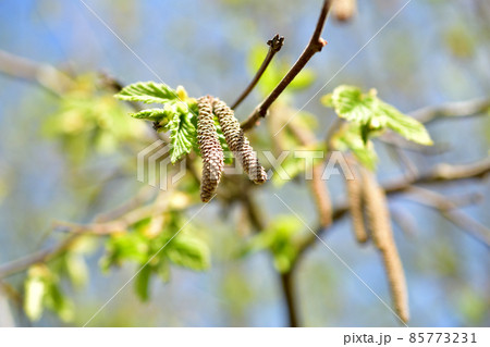 Walnut earrings on a branch in early spring. 85773231