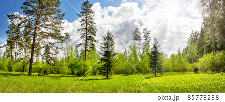 Panoramic view of the trees on the sunny lawn with flowers 85773238
