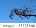 Japanese persimmon tree with fruits on a blue sky blackground 85773302