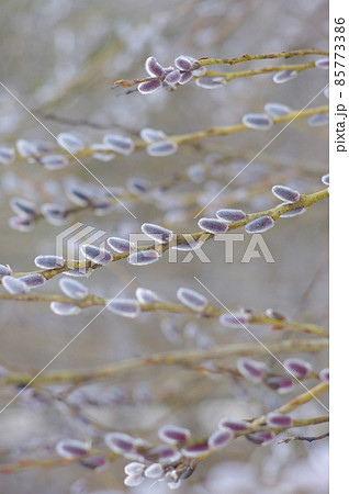 pussy willow branches pussy willow branches 85773386