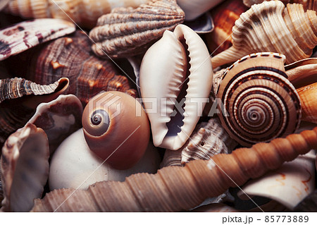 a lot of different empty sea shells, natural background, macro details a lot of different empty sea shells, natural background, macro details 85773889