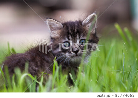 Street little kitten met a dog and is scared. The little kitten ran away from home and got lost in Street little kitten met a dog and is scared. The little kitten ran away from home and got lost in 85774065
