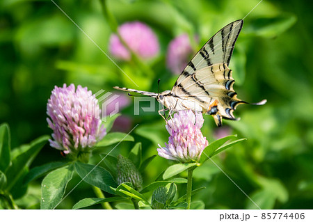 Beautiful Butterfly Scarce Swallowtail, Sail Swallowtail, Pear-tree Swallowtail, Podalirius. Latin name Iphiclides podaliriu. Butterfly collects nectar on flower. Beautiful Butterfly Scarce Swallowtail, Sail Swallowtail, Pear-tree Swallowtail, Podalirius. Latin name Iphiclides podaliriu. Butterfly collects nectar on flower. 85774406