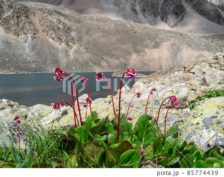 Mountain landscape with flowers. Badan flowers. Bergenia crassifolia. Close-up of badan (Bergenia crassifolia) blooming on a mountain slope. Mountain landscape with flowers. Badan flowers. Bergenia crassifolia. Close-up of badan (Bergenia crassifolia) blooming on a mountain slope. 85774439