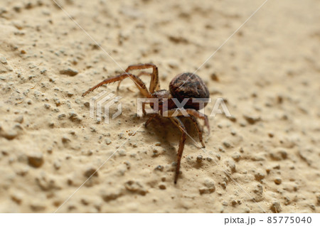 Close-up of an european garden spider Close-up of an european garden spider 85775040