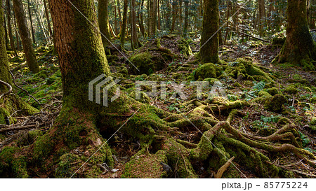 神秘的な森の中・青木ヶ原樹海の木々 85775224