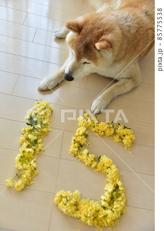 柴犬とミモザ 柴犬とミモザ 85775538