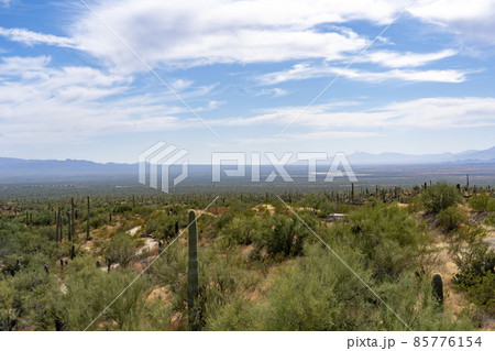 ツーソンのサワロサボテン ツーソンのサワロサボテン 85776154