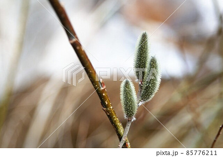 植物 野生 ネコヤナギ 85776211