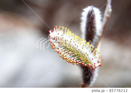 植物 野生 ネコヤナギ 85776212