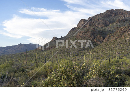 ツーソンのサワロサボテン 85776249