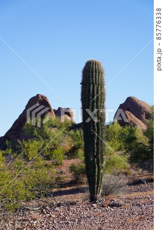 フェニックスのパパゴパーク 85776338