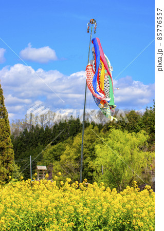 春の庄原備北丘陵公園　菜の花畑と鯉のぼり 85776557