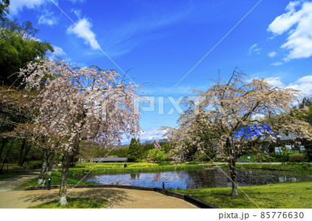 春の庄原備北丘陵公園 山里の枝垂れ桜と鯉のぼり 春の庄原備北丘陵公園 山里の枝垂れ桜と鯉のぼり 85776630