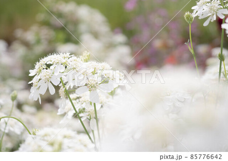 白い花 85776642