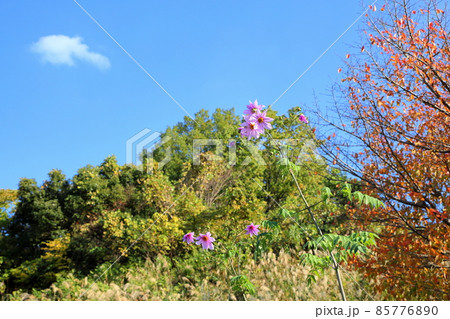 皇帝ダリアの花 皇帝ダリアの花 85776890