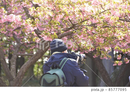 待ちかねたこの季節ファインダー から見る桜 待ちかねたこの季節ファインダー から見る桜 85777095