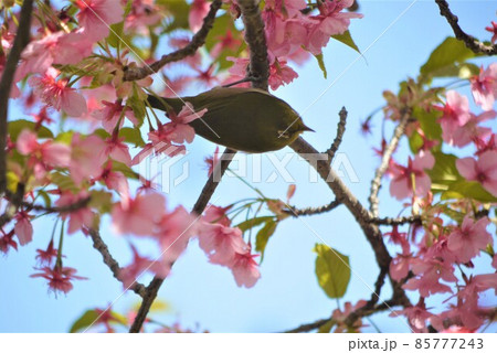 満開の桜の甘い香りに誘われて、メジロが蜜を目当てに飛んできた。 満開の桜の甘い香りに誘われて、メジロが蜜を目当てに飛んできた。 85777243