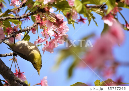 満開の桜の甘い香りに誘われて、メジロが蜜を目当てに飛んできた。 満開の桜の甘い香りに誘われて、メジロが蜜を目当てに飛んできた。 85777246