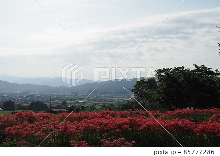九品寺から眺める景色 85777286
