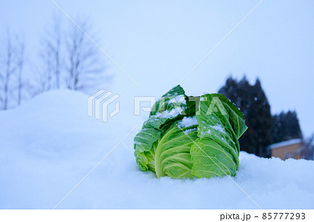 冬に雪の中で保存する野菜　キャベツ 85777293
