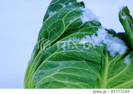 冬に雪の中で保存する野菜　キャベツ 85777294
