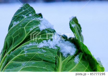 冬に雪の中で保存する野菜　キャベツ 85777296