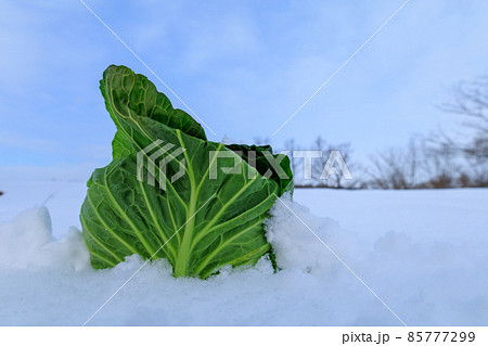 冬に雪の中で保存する野菜 キャベツ 冬に雪の中で保存する野菜 キャベツ 85777299