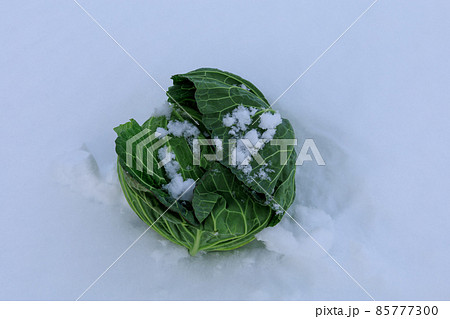 冬に雪の中で保存する野菜 キャベツ 冬に雪の中で保存する野菜 キャベツ 85777300