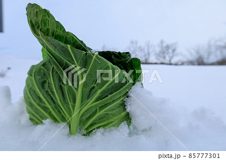 冬に雪の中で保存する野菜　キャベツ 85777301
