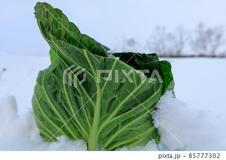 冬に雪の中で保存する野菜 キャベツ 冬に雪の中で保存する野菜 キャベツ 85777302