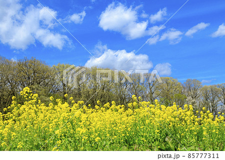 春の庄原七塚原高原菜の花畑とポプラ並木 春の庄原七塚原高原菜の花畑とポプラ並木 85777311