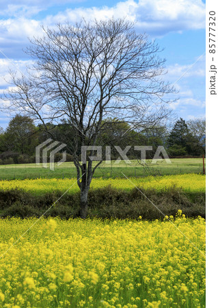春の庄原七塚原高原菜の花畑とポプラ並木 春の庄原七塚原高原菜の花畑とポプラ並木 85777320