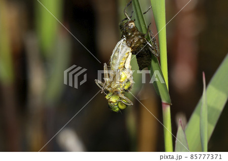 ヨツボシトンボの羽化 85777371
