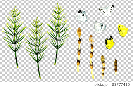 つくし、スギナ、蝶（モンシロチョウ、モンキチョウ）のセット　春の手描き水彩イラスト素材集 85777410