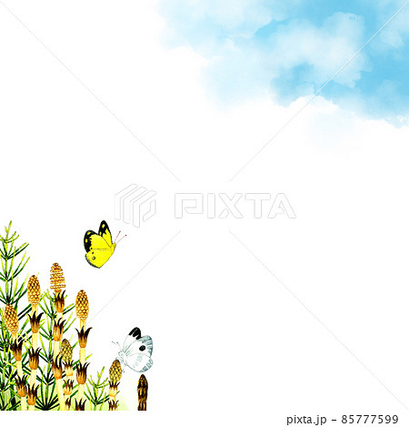 つくし、スギナ、蝶々の背景素材　春の手描き水彩イラスト素材 85777599